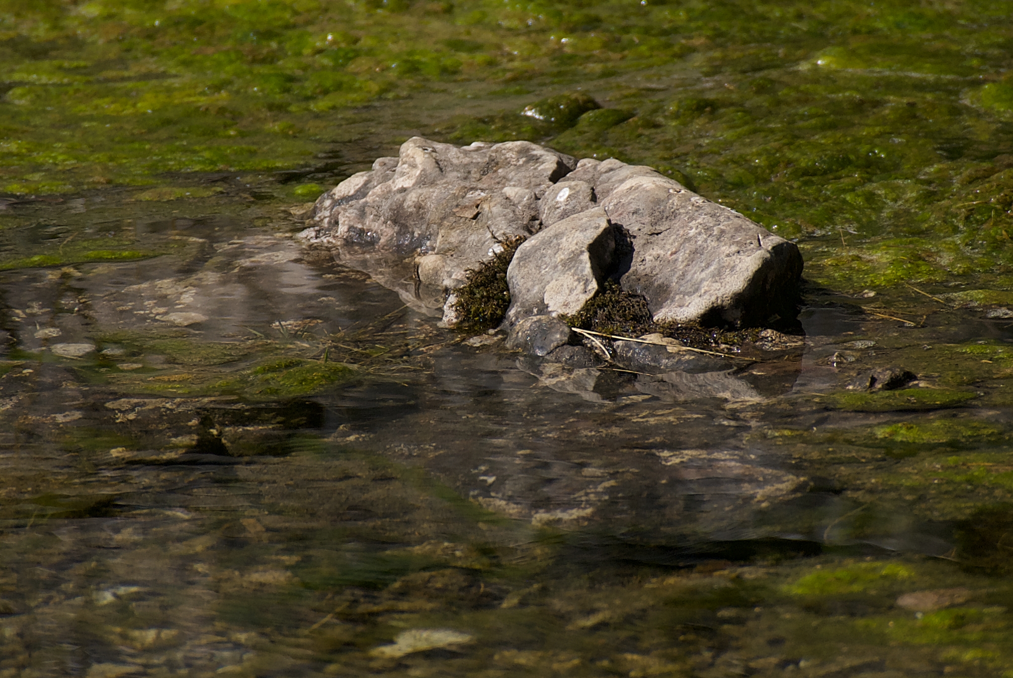 #mountainlake #reflection #greenlake #perception #natureresponds
